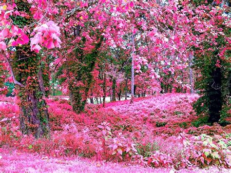 Pink Flower Garden Wallpapers