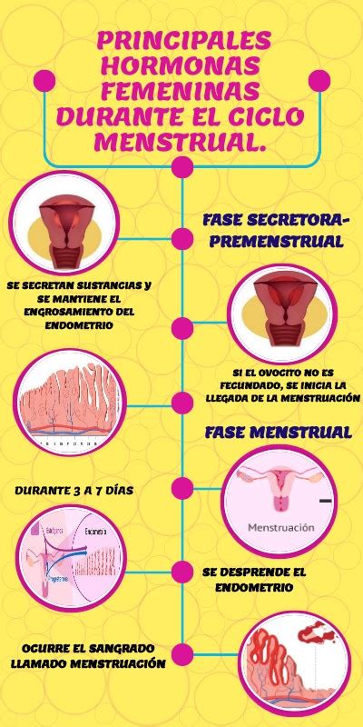 hormonas femeninas durante el ciclo menstrual