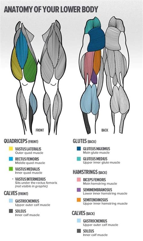 Anatomy Lower Body Lower Body Anatomy Artwork Photograph By Science