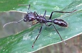 Tipos de hormigas - 10 Especies, Características y FOTOS (2023)