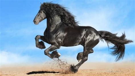 Most Beautiful Horses Of The World