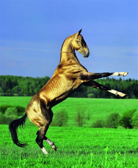 Le Akhal Teke Le Cheval Doré Lune Des Plus Belles Races De Chevaux