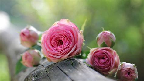 Cara Merawat Dan Menanam Bunga Mawar Agar Tumbuh Mekar Dan Segar