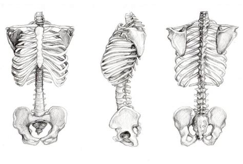 3pt Turn Of Skeleton Torso By Nullcherri Human Anatomy Drawing Bone