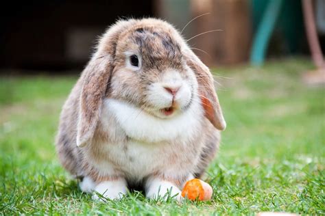 10 Most Beautiful Rabbit Breeds
