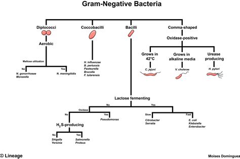 Staphylococcus aureus, listeria monocytogenes, streptococcus pneumoniae. Gram-Negative Bacteria - Microbiology - Orthobullets