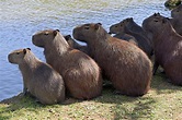Capybara Facts - CRITTERFACTS