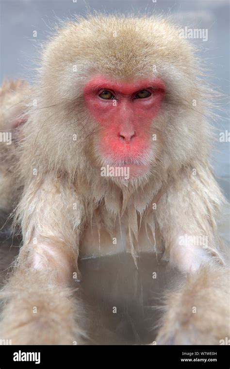 Japanese Macaque Macaca Fuscata In Hot Spring In Jigokudani Yaenkoen