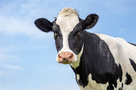 Mature Black And White Cow Head Gentle Look Pink Nose In Front Of A
