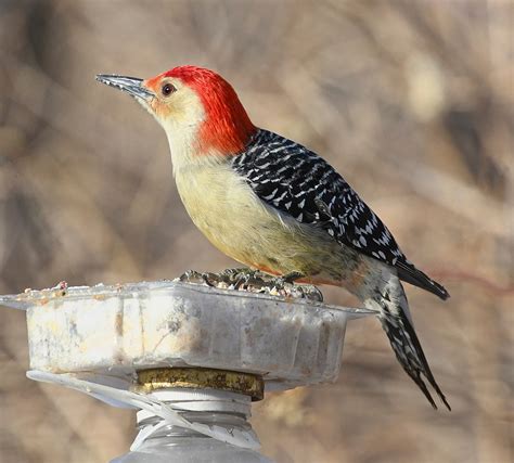 Popular Backyard Birds Of Wisconsin With Pictures Birdwatching Tips