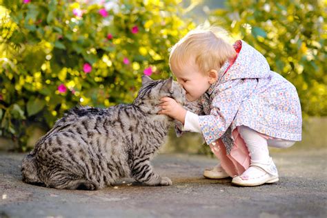 How To Introduce Cats To Children Choosing The Right Cat For You