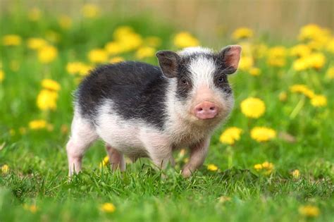 Baby Teacup Pigs