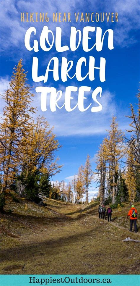 Frosty Mountain Larches Fall Hiking Guide Happiest Outdoors Canada