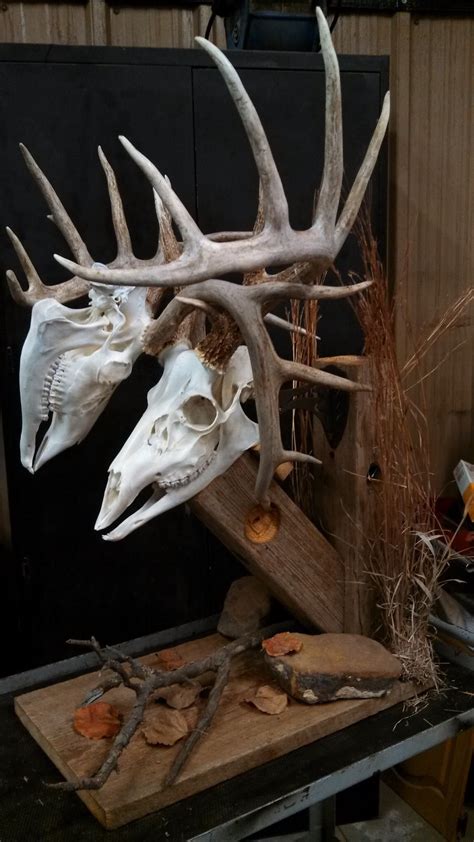 Whitetail Deer Hunting Decor Deer Decor Deer Skull Mount