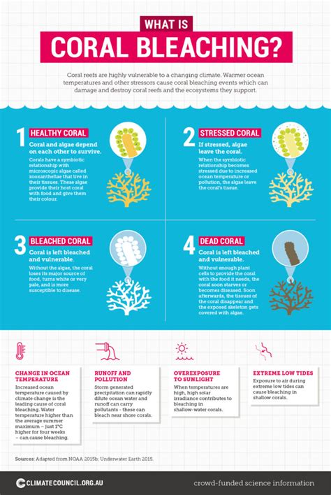 What Is Coral Bleaching Climate Council