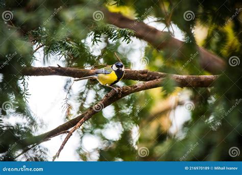 Macho Gran Teta Pájaro De Pie En Una Rama De árbol En Un Jardín Del