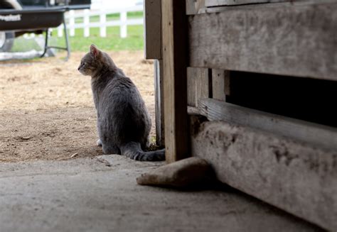 Barn Cat Placement Program A Simple Shelter Solution Huffpost