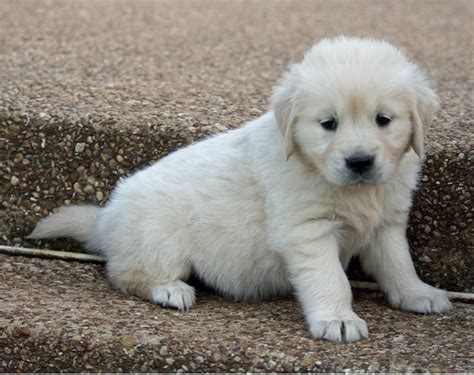 View Image 1 For Gorgeous Golden Retriever Puppies For Adoption