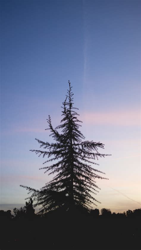 Spruce Tree Sunset Sky Hd Phone Wallpaper Peakpx