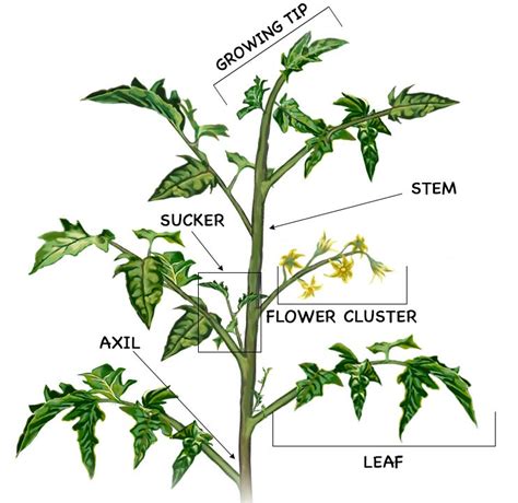 Tomato Diagram 2cropweb The Plant Guide