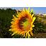 Flower Sunflower Macro Nature Sun Image Wildflowe Wallpapers HD 