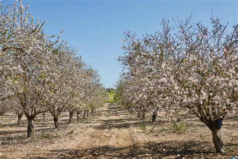 Gardens With Flowering Almond Trees In Early Spring In Israel Stock
