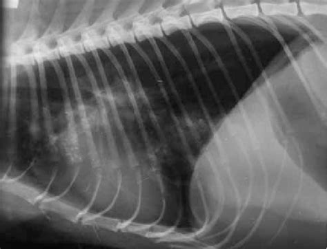 Normal Feline Thoracic Radiographs