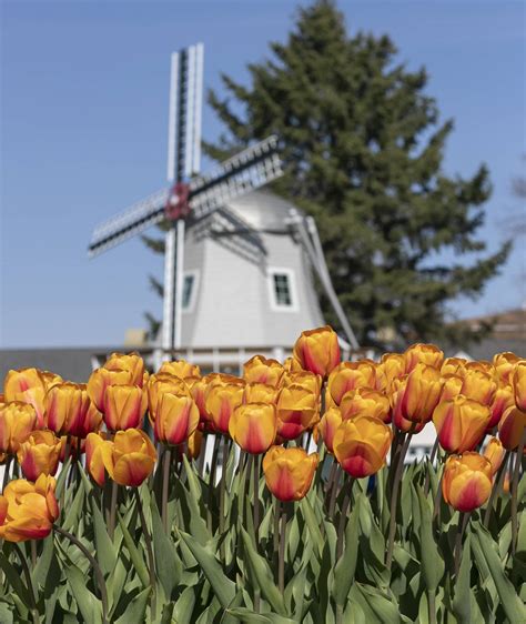Pellas Tulip Time Returns Today Knia Krls Radio The One To Count On