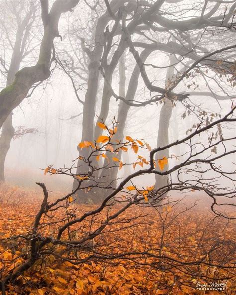 🇨🇿 Mysterious Foggy Forest Czechia By Tomáš Morkes 🍂🌫 Autumn