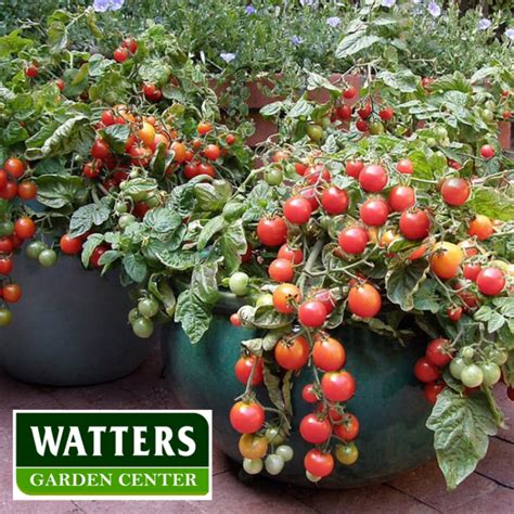 5 Tricks For Growing Better Tomatoes In Pots Prescott Enews