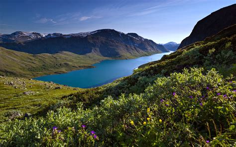 Norway Lakes Landscapes Forest Mountains Trees Flowers Grass