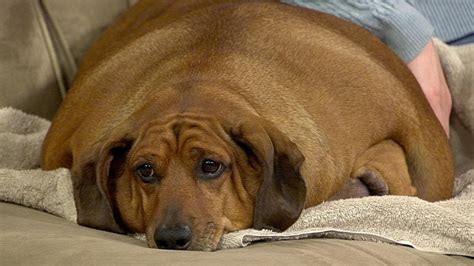 Fat dog mendoza is an. The 15 Fattest Dogs In The Entire World