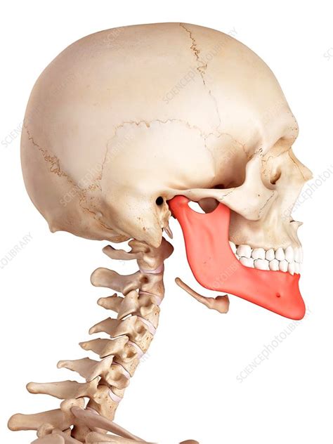 Human Lower Jaw Anatomy