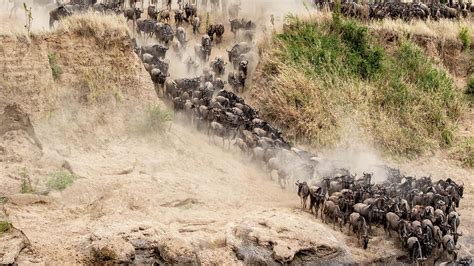 The Great Wildebeest Migration 2022 Maasai Mara Wildebeest Migration