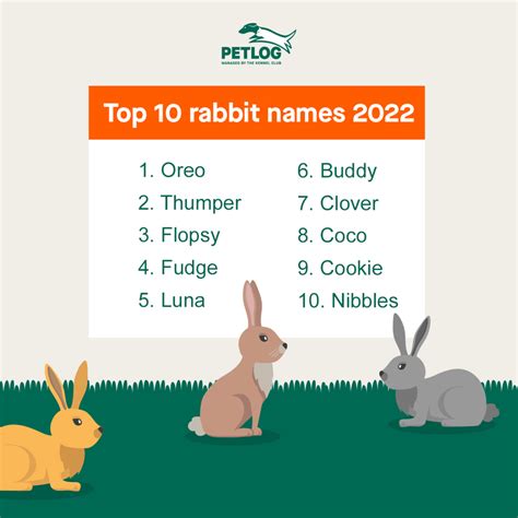 How To Name Your Rabbit Petlog