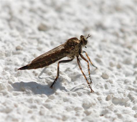 Intuitive und schnelle bedienung, ideal für unterwegs „insektenwelt greift auf eine 122 insektenarten umfassende datenbank zu. Lästige Insekten - wie ticken diese Plagegeister eigentlich?