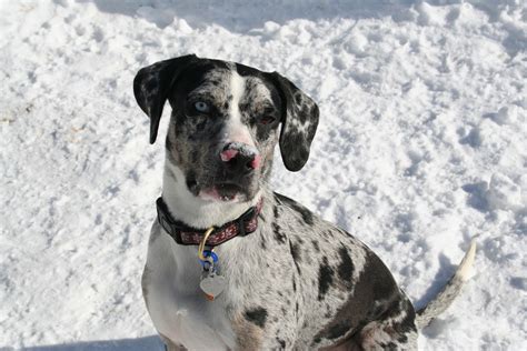 Extreme Dog Breeds Catahoula Leopard Dog