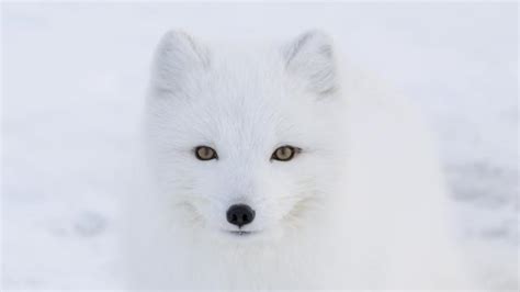 Record Breaking Arctic Fox Walks More Than A Marathon A Day To Reach Canada