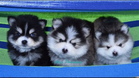 Could you tell me what attracted you to the breed? Droll Teacup Pomeranian Siberian Husky Pomsky - l2sanpiero