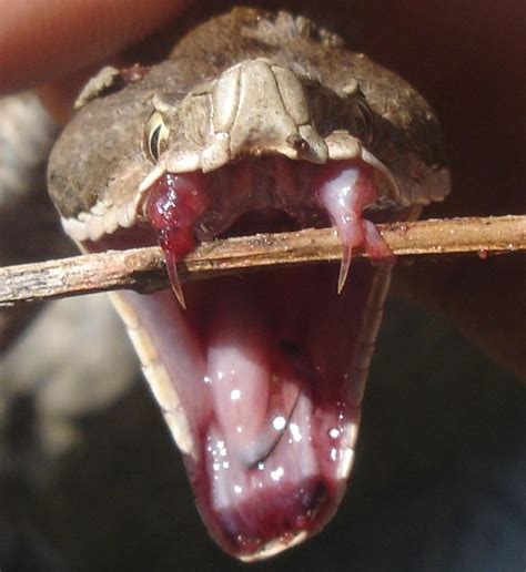 The Poisonous Teeth Of A Snake Is Called Teethwalls