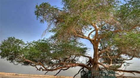 Ajaib Pohon Ini Bertahan Ratusan Tahun Di Gurun Pasir