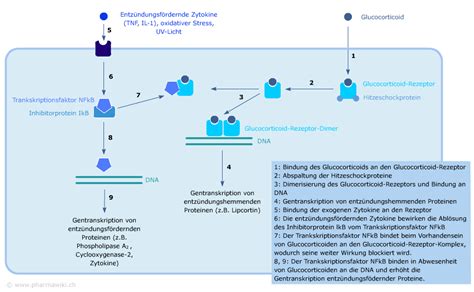 Die wirkung von äußerlich zugeführtem cortison setzt erst 15 minuten bis einige tage nach der bei längerer behandlung können systemische nebenwirkungen, die sich auf den gesamten körper. PharmaWiki - Glucocorticoide