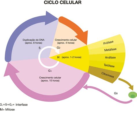 O Ciclo Celular Esquema Representativo Das Fases Do Ciclo Celular O