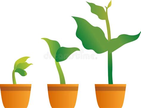 Vector Graphic Illustration Plant Growth Phases Stages Plant Growing