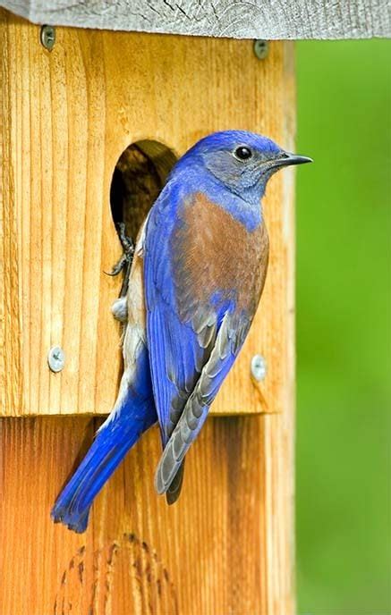 Help The Bluebirds Monitor Bluebird Nest Boxes Birds And Blooms