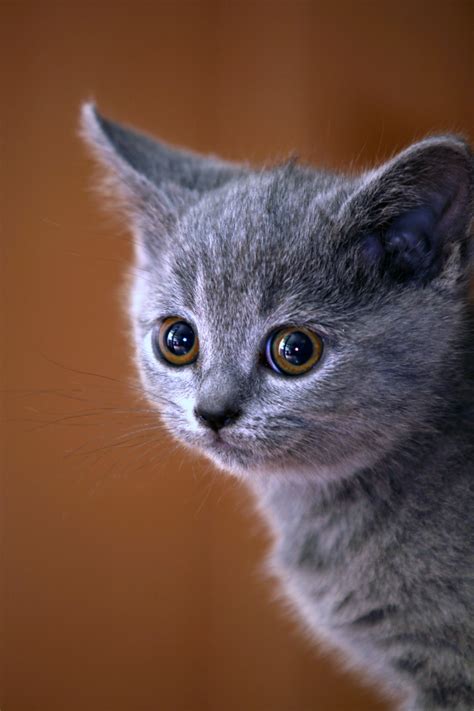 Free Images Kitten Black Whiskers Vertebrate British Shorthair
