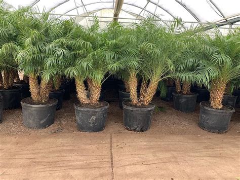 11 Low Maintenance Palm Trees That Youll Love Garden Tabs Palm