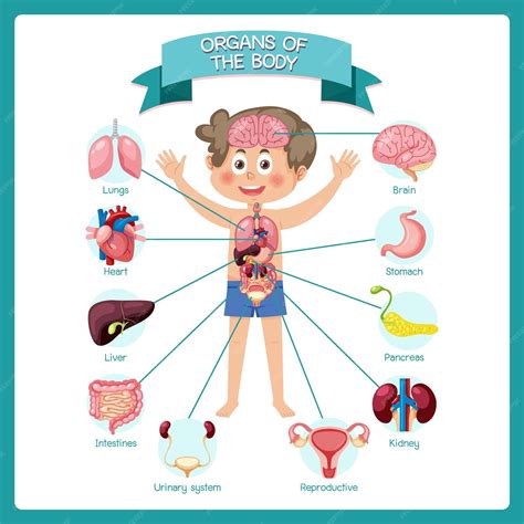Premium Vector Internal Organs Of The Body For Kids