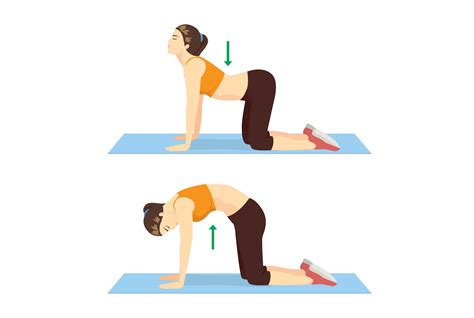 In general, these poses are safe in pregnancy: Yoga pose cat cow illustration - Mather Hospital