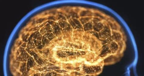 Misteri Otak Organ Tubuh Manusia Yang Memiliki Sel Lebih Banyak